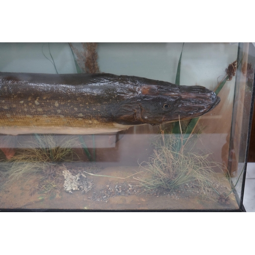 1336 - A taxidermic pike with plaque inscribed 'Caught. Wire Mill. Dec. 1st 1935. 11 lbs', 94cm wide. Condi... 