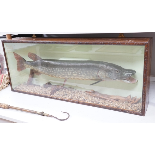 1340 - A cased taxidermy pike, 14lb caught by J Canner R Severn, case 41 x 103cm. Condition - good