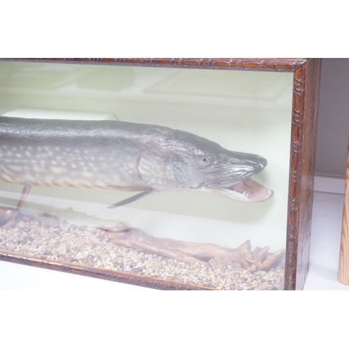 1340 - A cased taxidermy pike, 14lb caught by J Canner R Severn, case 41 x 103cm. Condition - good