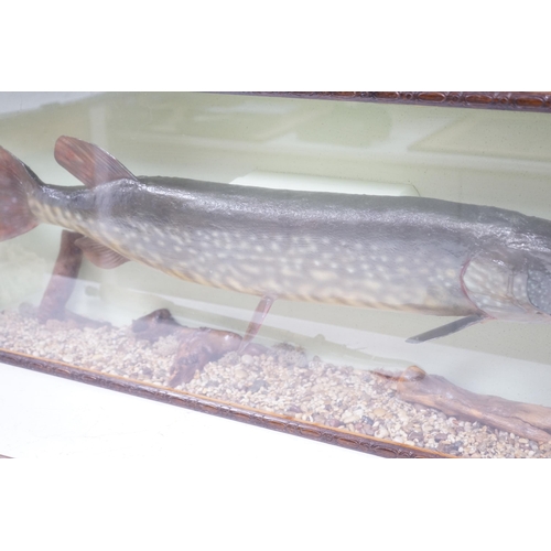 1340 - A cased taxidermy pike, 14lb caught by J Canner R Severn, case 41 x 103cm. Condition - good