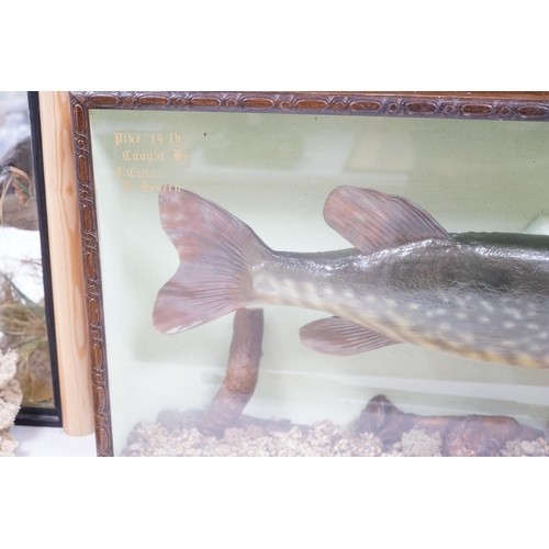 1340 - A cased taxidermy pike, 14lb caught by J Canner R Severn, case 41 x 103cm. Condition - good