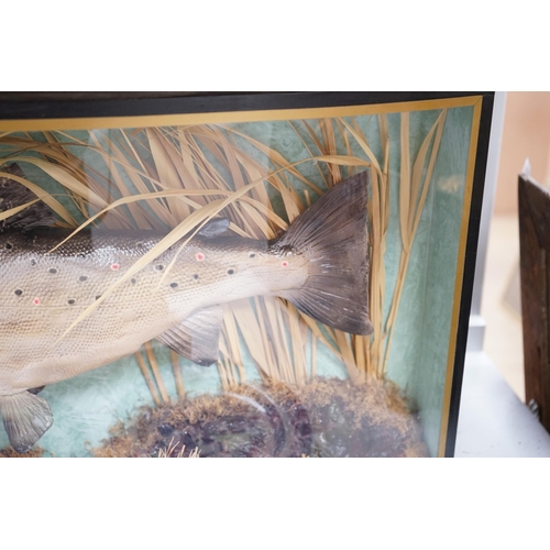 1346 - A bowfronted cased taxidermy trout, 81cm x 38cm. Condition - good