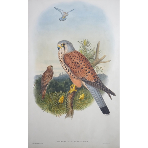 62 - Walter & Cohn after Wolf and Richter (John Gould) 24 hand coloured lithographs from Gould's Birds of... 