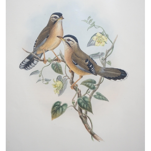 62 - Walter & Cohn after Wolf and Richter (John Gould) 24 hand coloured lithographs from Gould's Birds of... 