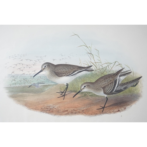 62 - Walter & Cohn after Wolf and Richter (John Gould) 24 hand coloured lithographs from Gould's Birds of... 