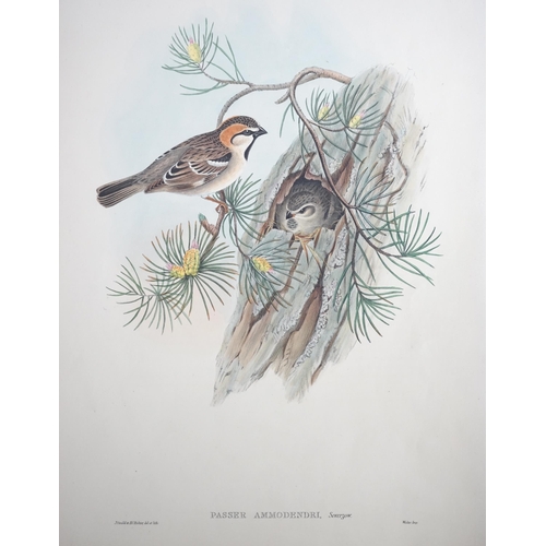 62 - Walter & Cohn after Wolf and Richter (John Gould) 24 hand coloured lithographs from Gould's Birds of... 