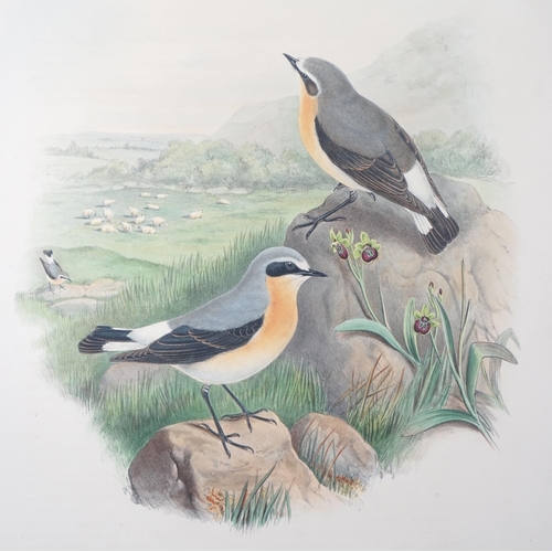 62 - Walter & Cohn after Wolf and Richter (John Gould) 24 hand coloured lithographs from Gould's Birds of... 