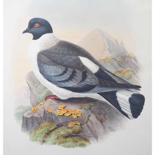 62 - Walter & Cohn after Wolf and Richter (John Gould) 24 hand coloured lithographs from Gould's Birds of... 