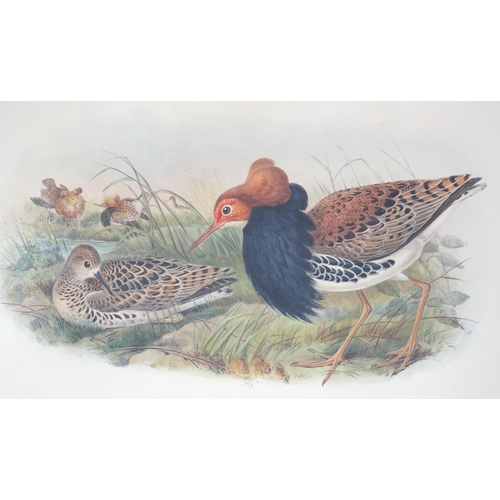 62 - Walter & Cohn after Wolf and Richter (John Gould) 24 hand coloured lithographs from Gould's Birds of... 