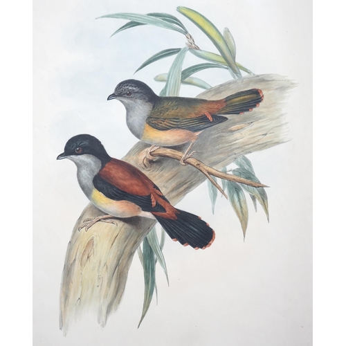 62 - Walter & Cohn after Wolf and Richter (John Gould) 24 hand coloured lithographs from Gould's Birds of... 