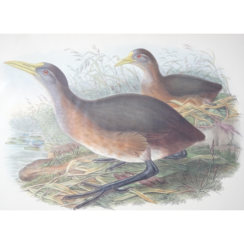 62 - Walter & Cohn after Wolf and Richter (John Gould) 24 hand coloured lithographs from Gould's Birds of... 