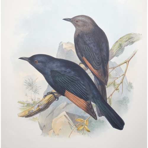 62 - Walter & Cohn after Wolf and Richter (John Gould) 24 hand coloured lithographs from Gould's Birds of... 