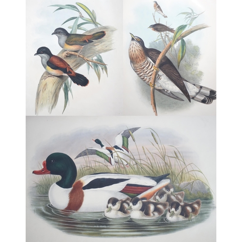 62 - Walter & Cohn after Wolf and Richter (John Gould) 24 hand coloured lithographs from Gould's Birds of... 