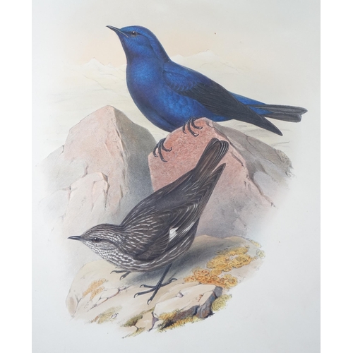 62 - Walter & Cohn after Wolf and Richter (John Gould) 24 hand coloured lithographs from Gould's Birds of... 