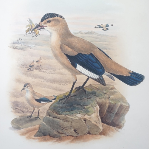 62 - Walter & Cohn after Wolf and Richter (John Gould) 24 hand coloured lithographs from Gould's Birds of... 