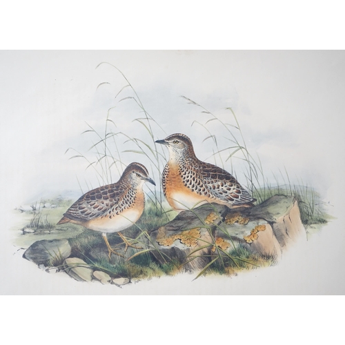 62 - Walter & Cohn after Wolf and Richter (John Gould) 24 hand coloured lithographs from Gould's Birds of... 