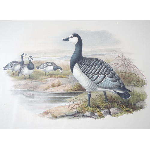 62 - Walter & Cohn after Wolf and Richter (John Gould) 24 hand coloured lithographs from Gould's Birds of... 