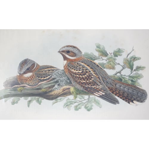 62 - Walter & Cohn after Wolf and Richter (John Gould) 24 hand coloured lithographs from Gould's Birds of... 