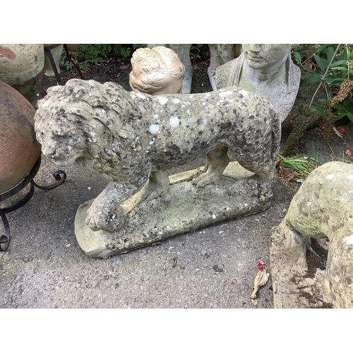 125 - A pair of reconstituted stone standing lion garden ornaments, length 66cm, height 56cm. Condition - ... 