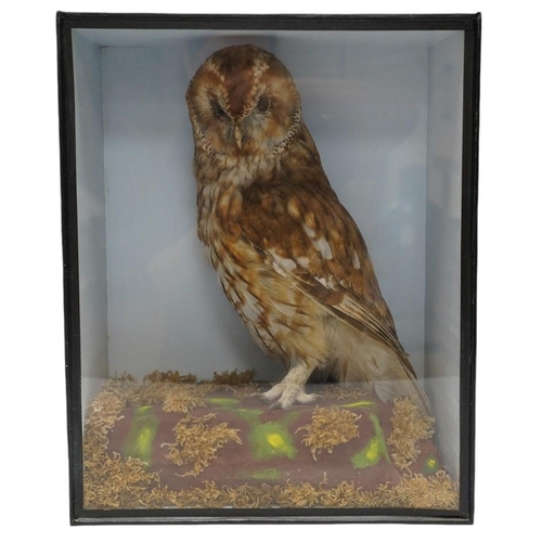 302 - A cased and glazed taxidermy tawny owl, 41.5cm tall. Condition - good