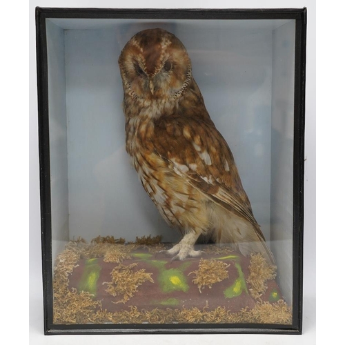 302 - A cased and glazed taxidermy tawny owl, 41.5cm tall. Condition - good