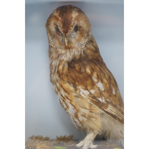 302 - A cased and glazed taxidermy tawny owl, 41.5cm tall. Condition - good