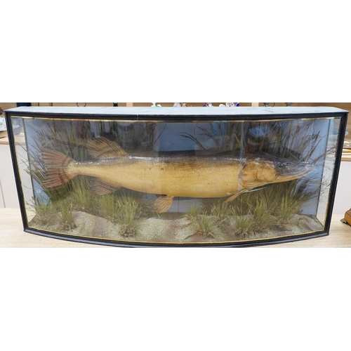 305 - A J. Cooper & Sons taxidermy Pike in a bow fronted glazed case, 100cm. Condition - good