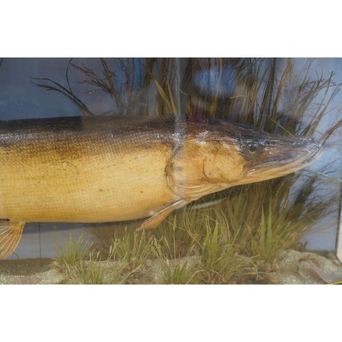 305 - A J. Cooper & Sons taxidermy Pike in a bow fronted glazed case, 100cm. Condition - good