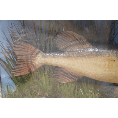 305 - A J. Cooper & Sons taxidermy Pike in a bow fronted glazed case, 100cm. Condition - good