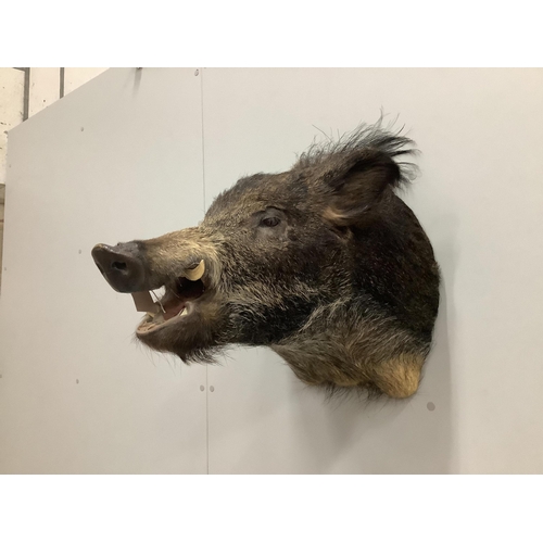 1160 - A taxidermy wall mounted boar's head, height 48cm. Condition - fair