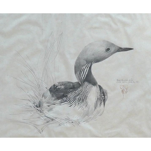 692 - Raymond Harris Ching (New Zealand b.1939), pencil study of a black throated diver, 32.5x39cm. Condit... 