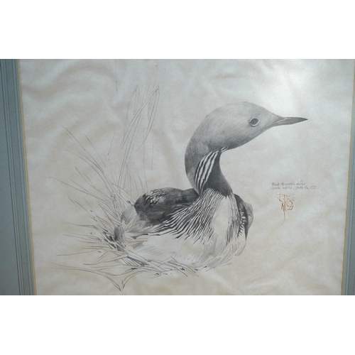 692 - Raymond Harris Ching (New Zealand b.1939), pencil study of a black throated diver, 32.5x39cm. Condit... 