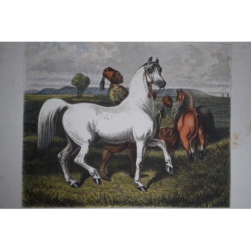 1435 - ° ° Upton, Roger D. - Newmarket and Arabia: an examination of the descent of racers and coursers. ha... 