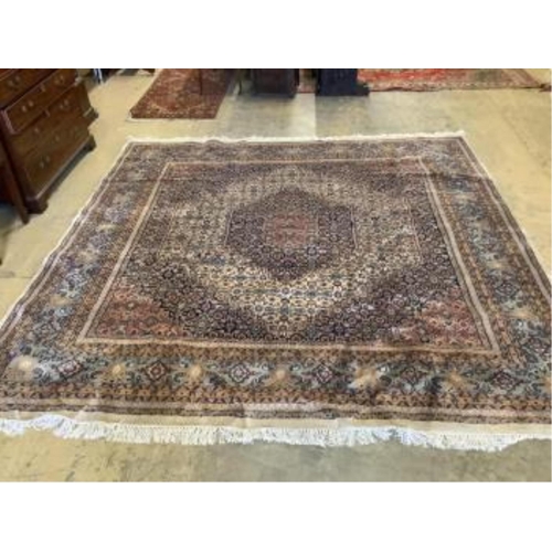 27 - A pair of North West Persian ivory ground carpets, each 294 x 299cm. Condition - fair