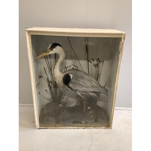 76 - An early 20th century cased taxidermy heron, case width 73cm, height 91cm. Condition - fair