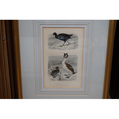 1749 - Twenty two 19th century French steel hand coloured engravings, birds to include Lavocette, 20 x 1... 