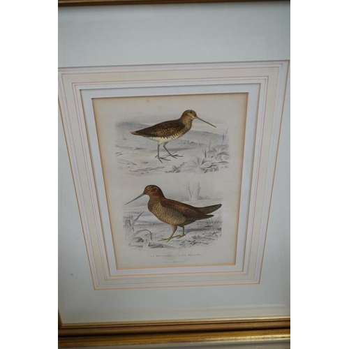 1749 - Twenty two 19th century French steel hand coloured engravings, birds to include Lavocette, 20 x 1... 