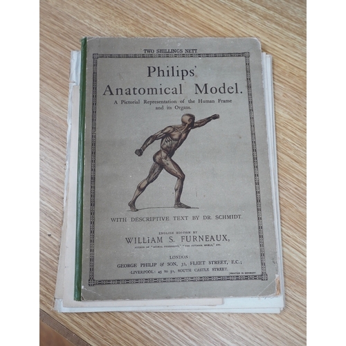 385 - ° ° An early 20th century Philips Anatomical Model book by William S. Furneaux, together with vario... 