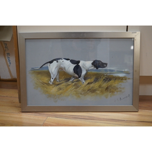 713 - John Charles Tunnard (British, b.1875), gouache and mixed media, Study of an English pointer, signed... 