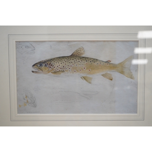 725 - Mildred E. Eldridge, (1909-1991), watercolour, Study of a Trout, signed in pencil, details verso, 20... 