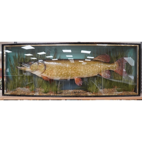 1388 - Taxidermy-  J. Cooper & Sons pike, MELBOURNE LAKE 19th Feb. 1939, bowfront case, 120cm wide. Condi... 