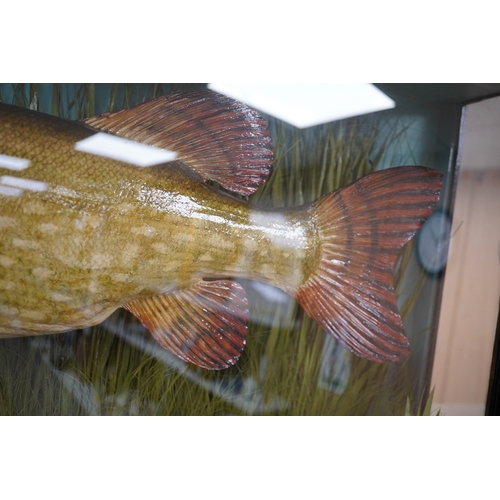 1388 - Taxidermy-  J. Cooper & Sons pike, MELBOURNE LAKE 19th Feb. 1939, bowfront case, 120cm wide. Condi... 