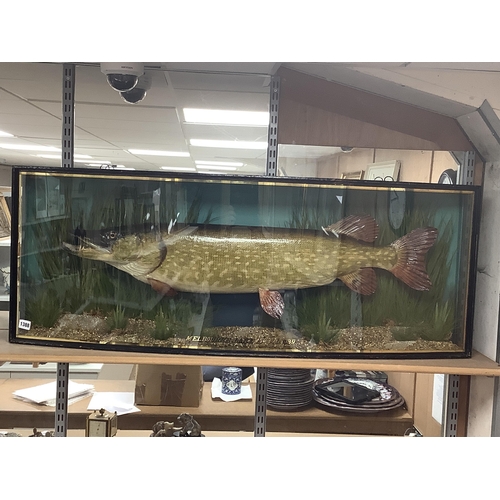 1388 - Taxidermy-  J. Cooper & Sons pike, MELBOURNE LAKE 19th Feb. 1939, bowfront case, 120cm wide. Condi... 