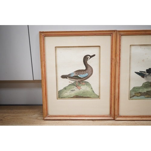 1690 - After F.N. Martinet (French, 1731-1800), set of four coloured engravings, ducks, 20 x 16cm. Conditio... 