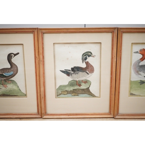 1690 - After F.N. Martinet (French, 1731-1800), set of four coloured engravings, ducks, 20 x 16cm. Conditio... 