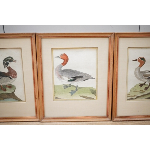 1690 - After F.N. Martinet (French, 1731-1800), set of four coloured engravings, ducks, 20 x 16cm. Conditio... 