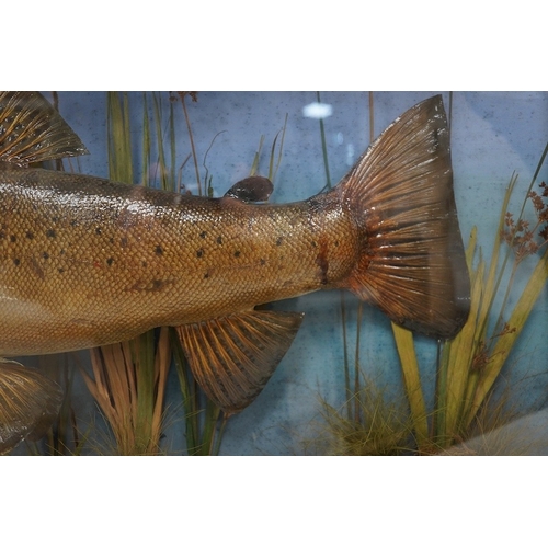 1281 - An early 20th century bow front and ebonised cased taxidermy trout, handwritten paper label reading;... 