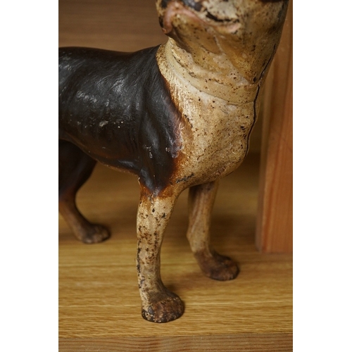 422 - A painted cast iron model of a Boston Terrier, 25cm tall. Condition - fair to good