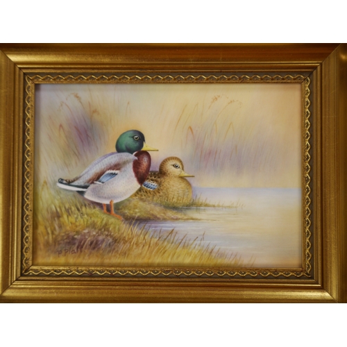 450 - A Royal Worcester framed porcelain plaque, decorated with ducks, signed P. Platt (Peter Platt), 12 x... 