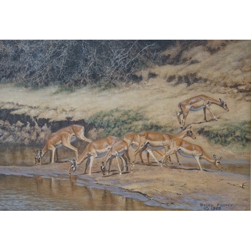 711 - Brian Foster (20th. C), oil on canvas, Gazelles watering, signed and dated 1988, 25 x 34cm, gilt fra... 